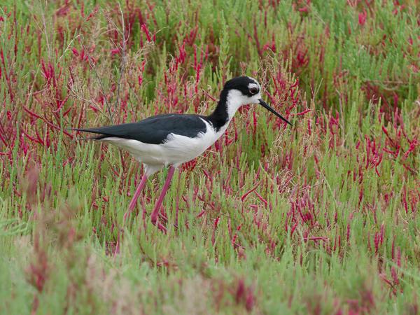 Zuid-amerikaanse steltkluut (Himantopus mexicanus ssp. melanurus)